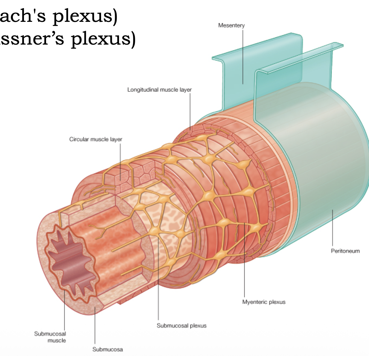 Enteric nervous system