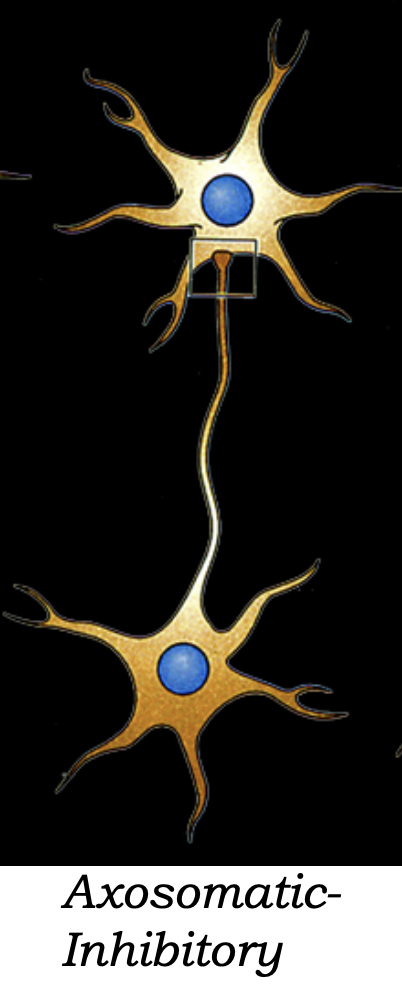 Axosomatic Inhibitory