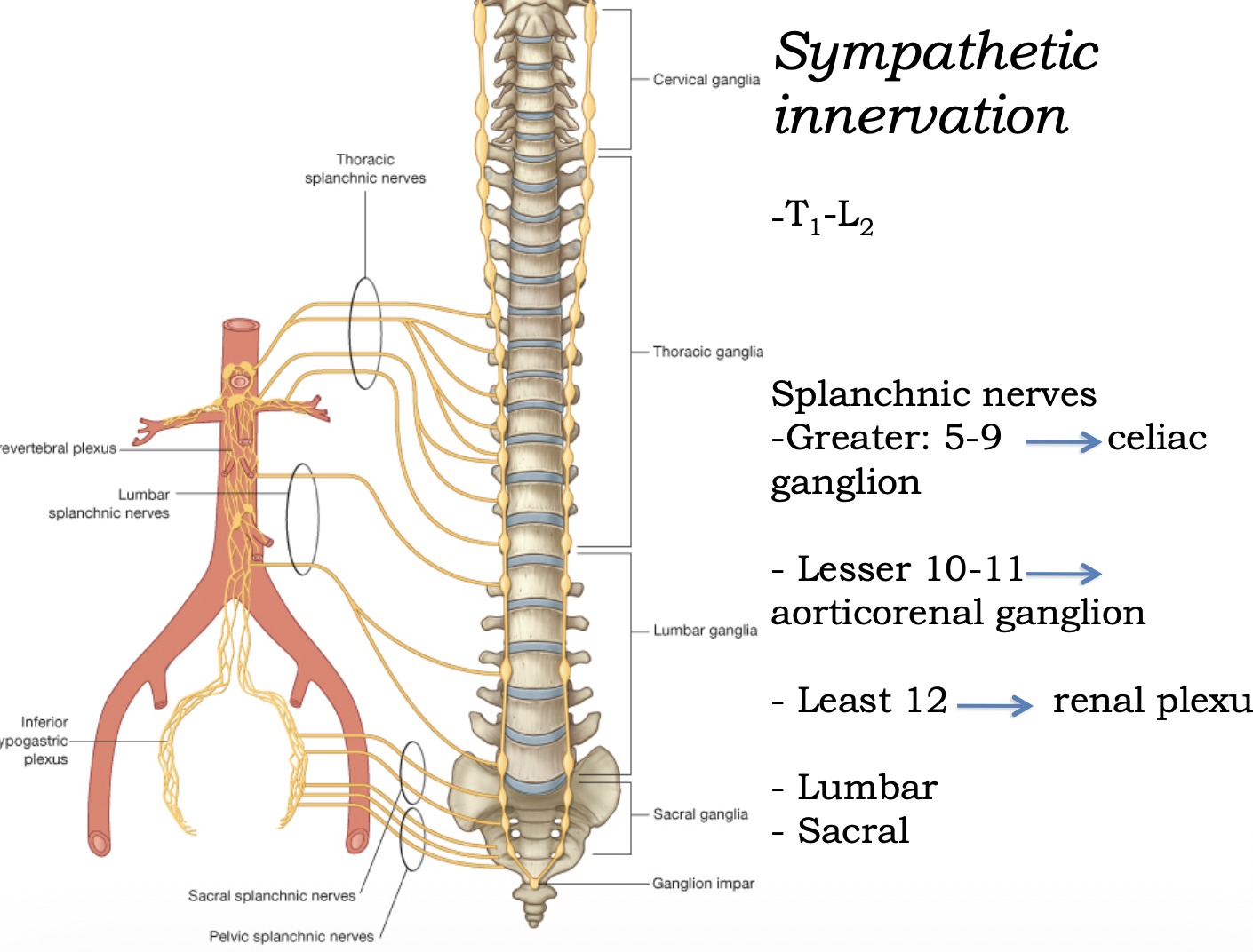 Sympathetic innervation