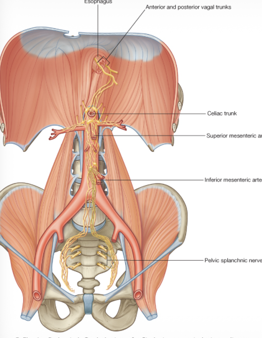 Parasympatheic innervation