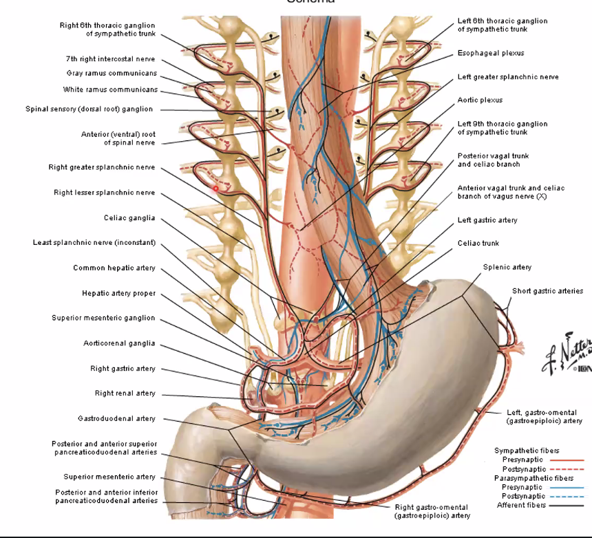 Innervation of stomach and Duodenum