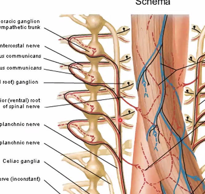 עצב ספינאלי, עם בליטה של דורסל רוט גנגיליון