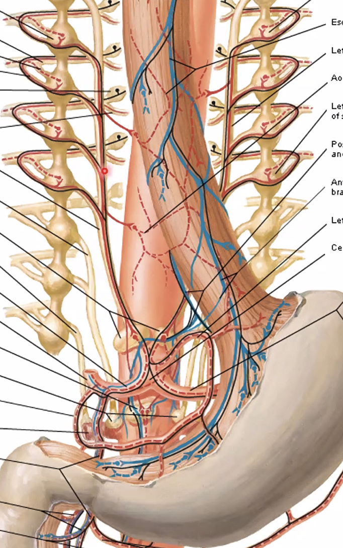 עצב נכנס פנימה עם white ramus ומצטרף לעצב הספינאלי. גוף התא שלו למעלה בדורסל גוט גנגיליון