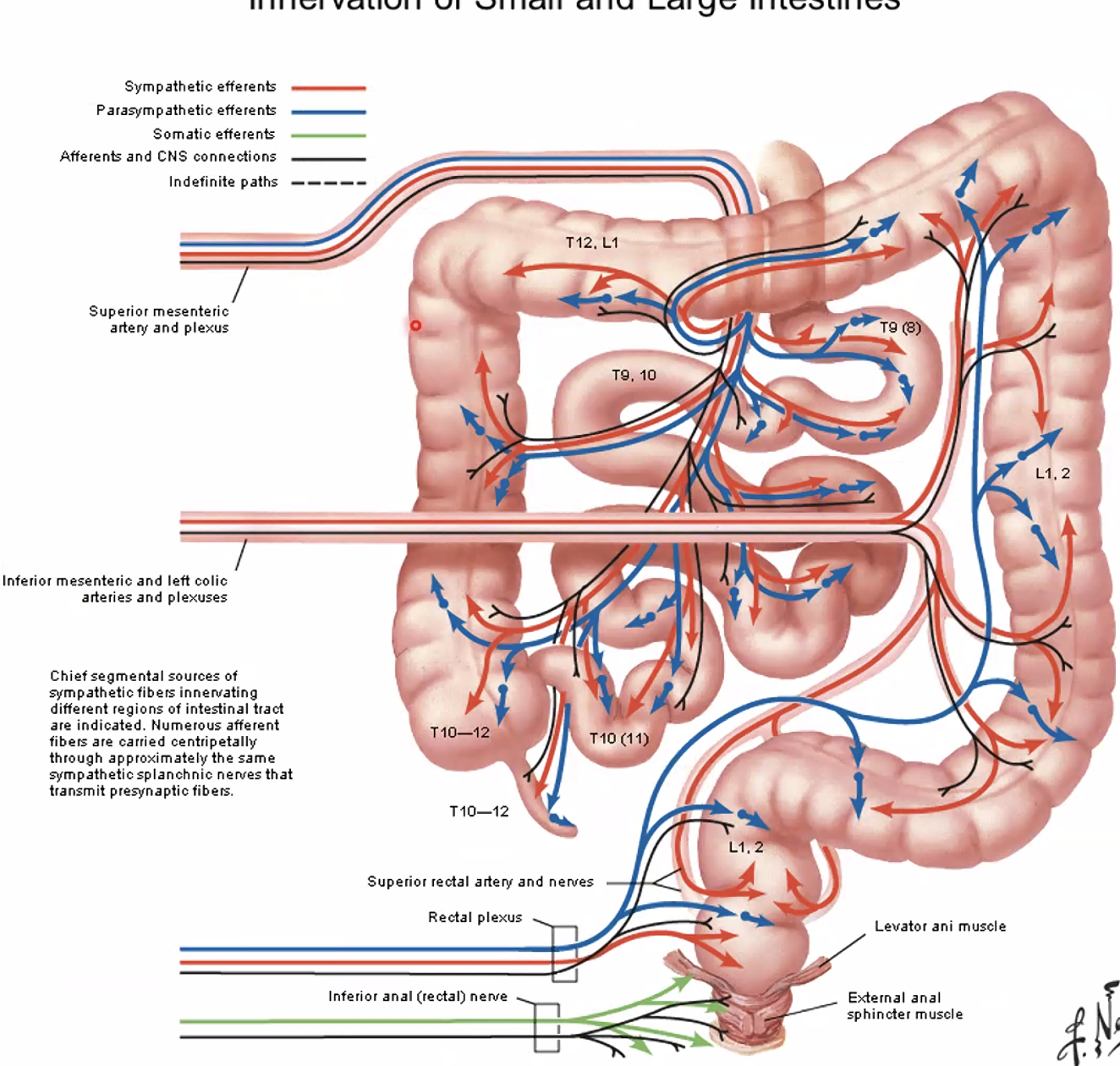 מאיפה כל חלק של מערכת העיכול מקבל עצבוב