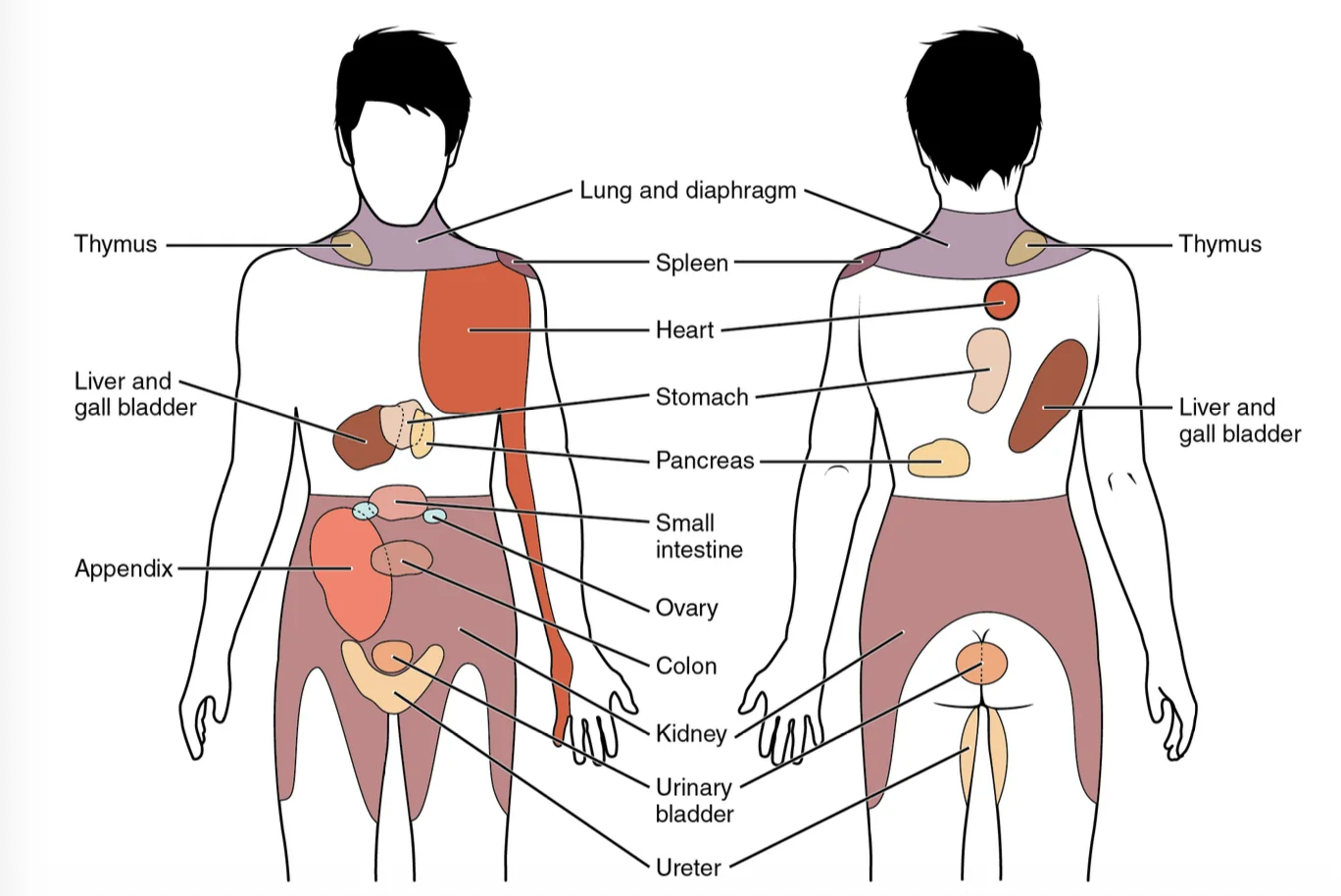 Referred Pain