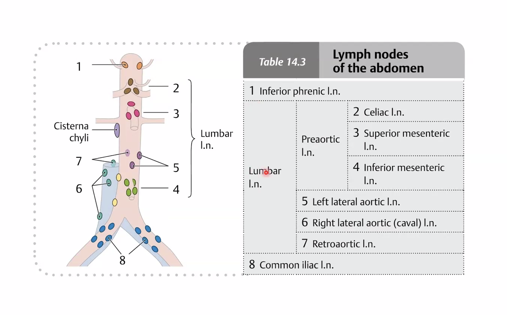 Lymph nodes of the abdomen