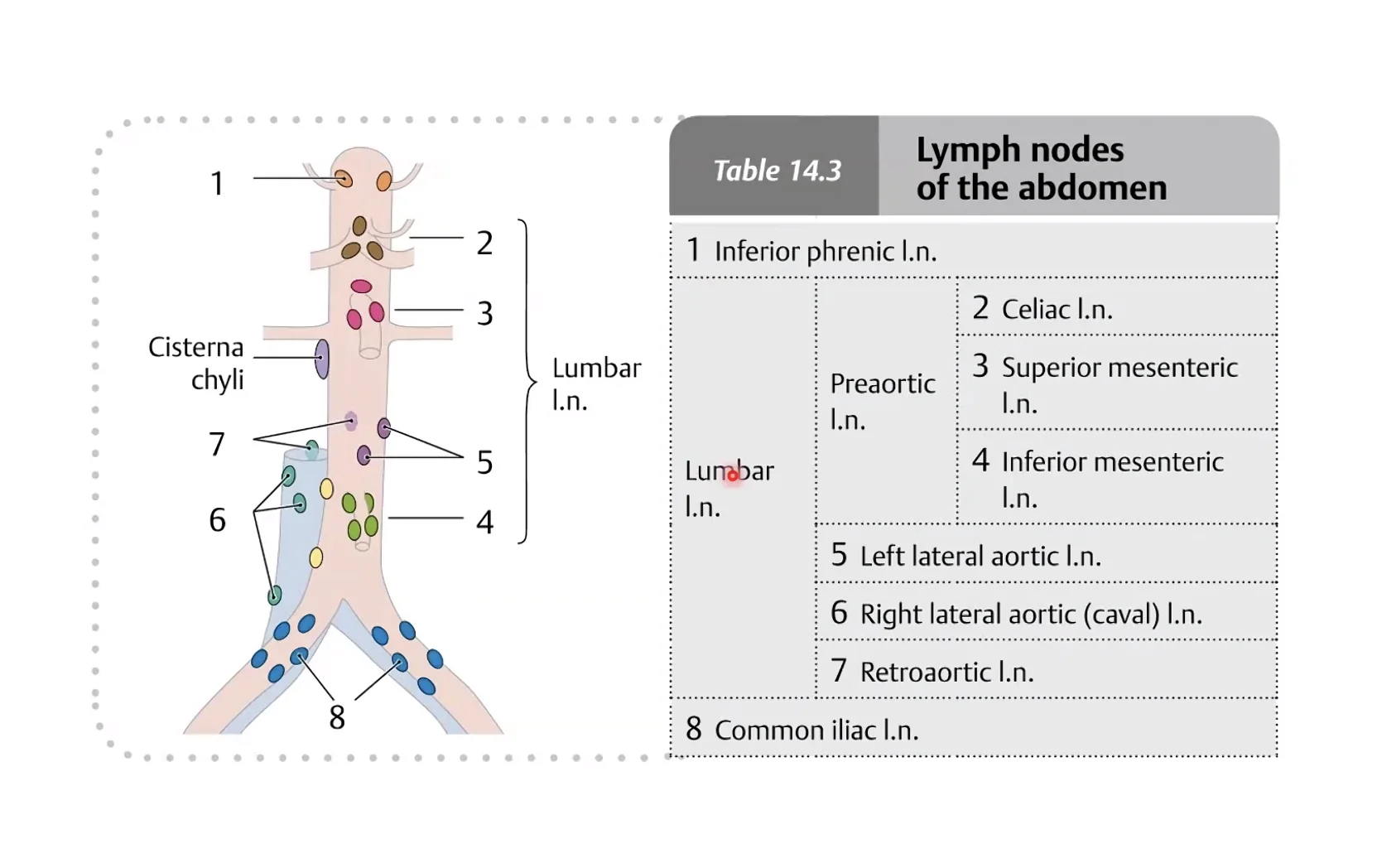Lymph Nodes of the Abdomen