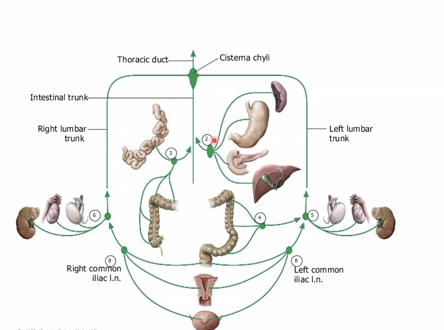 ניקוז לימפתי של איברים