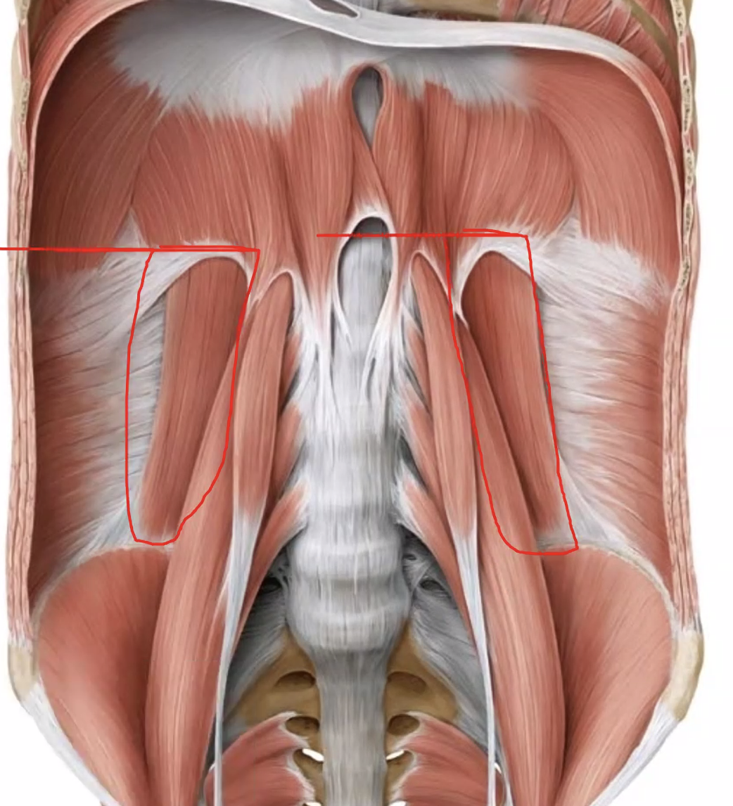 qudratus lumborum