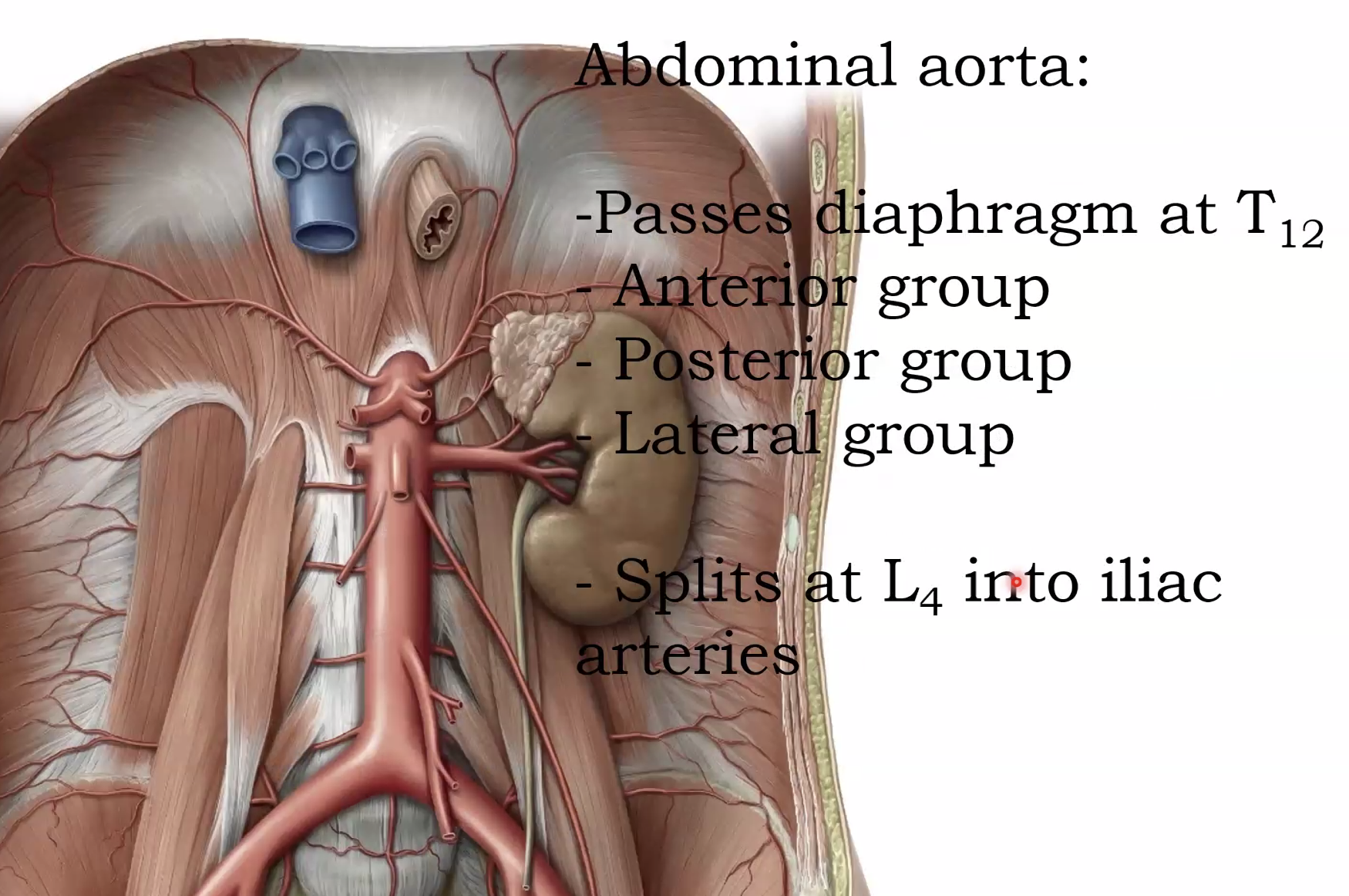 Abdominal aorta