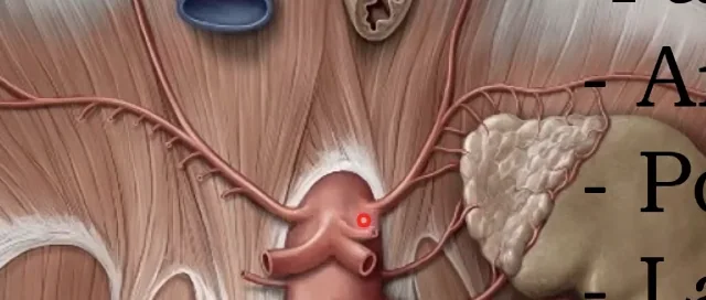 Inferior Phrenic