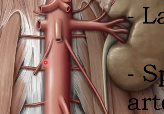 Agonadal arteries