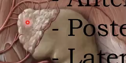 בלוטת יותרת הכלייה