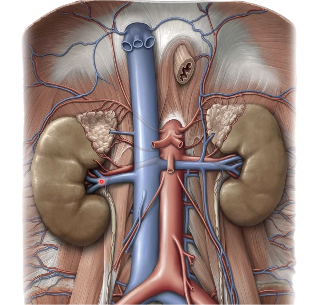 Ganadal a. and veins