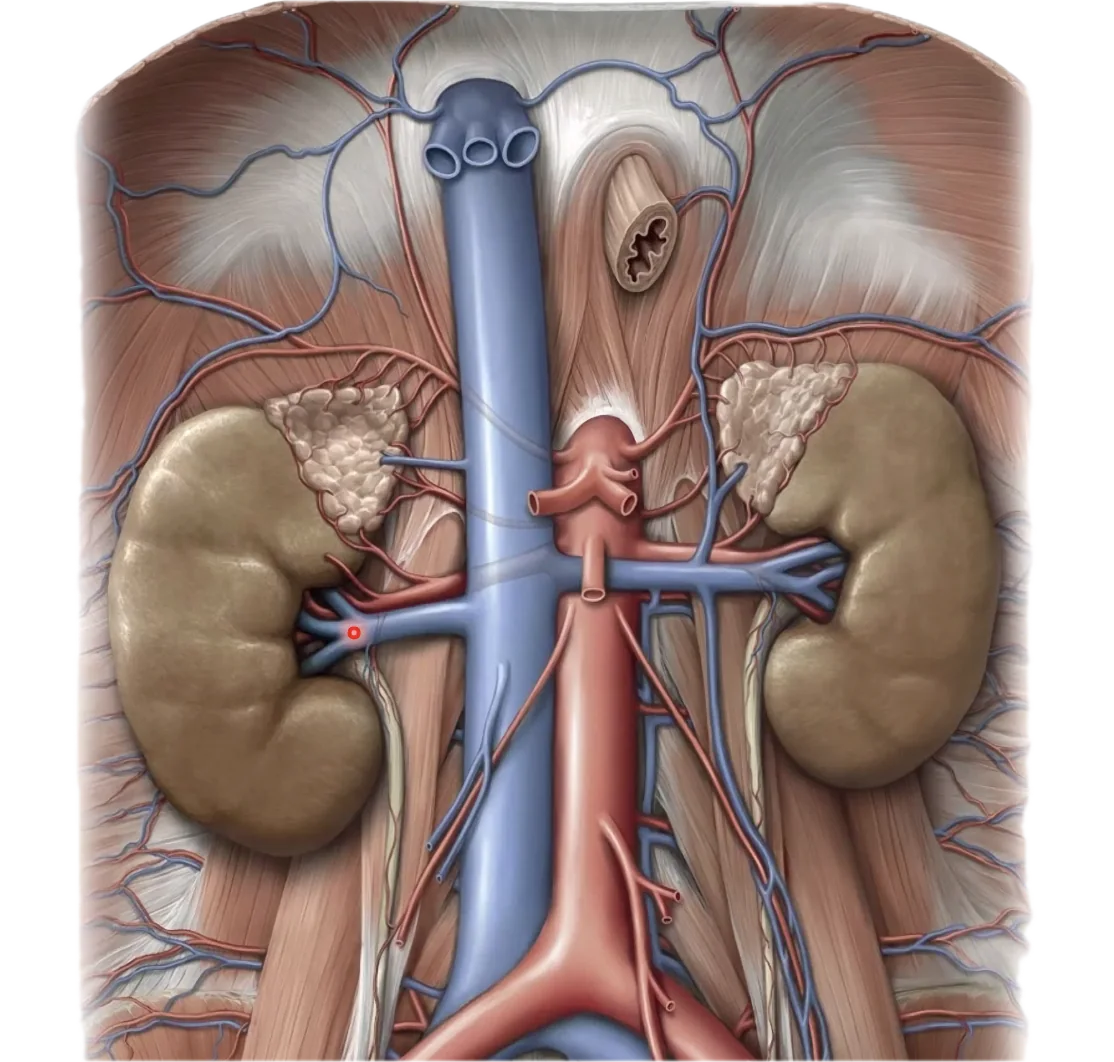 Right Renal Vein