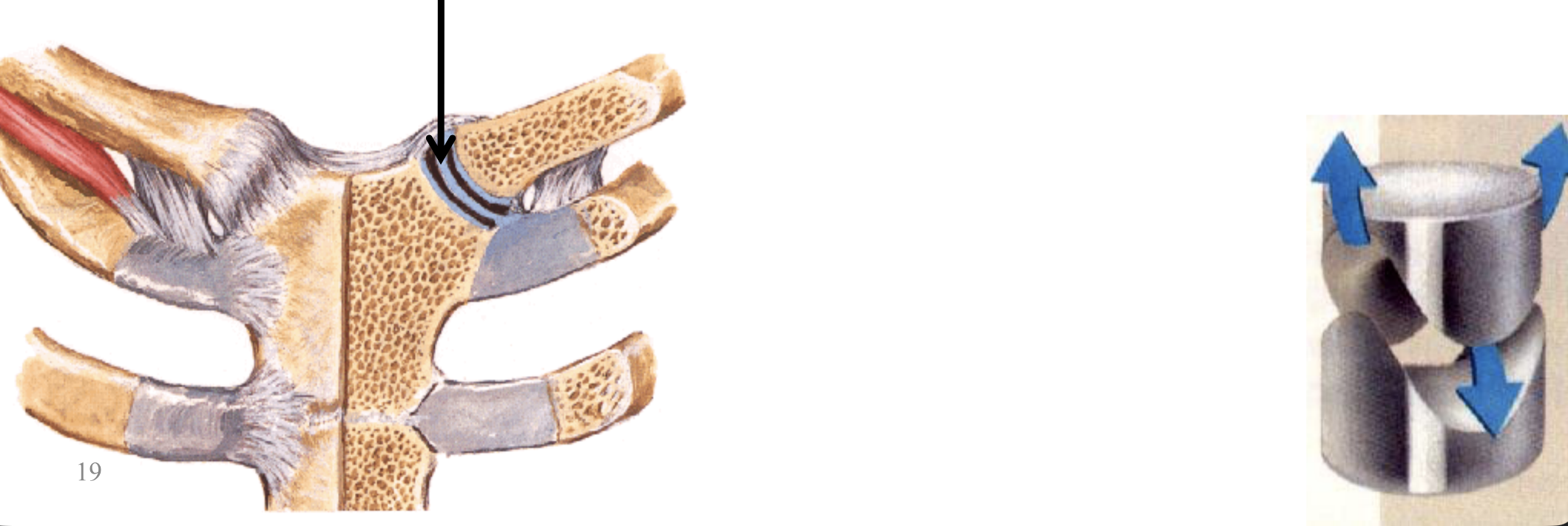 Sternoclavicular Joint