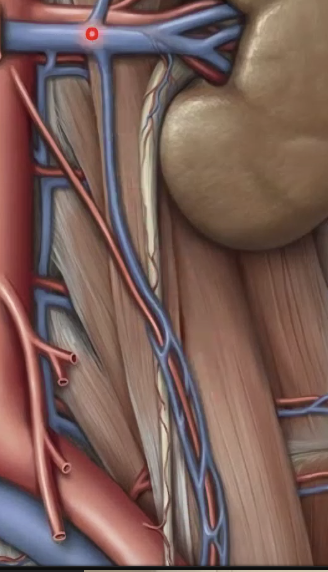 gonadal v שמאלי
