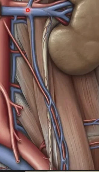 Left Gonadal Vein
