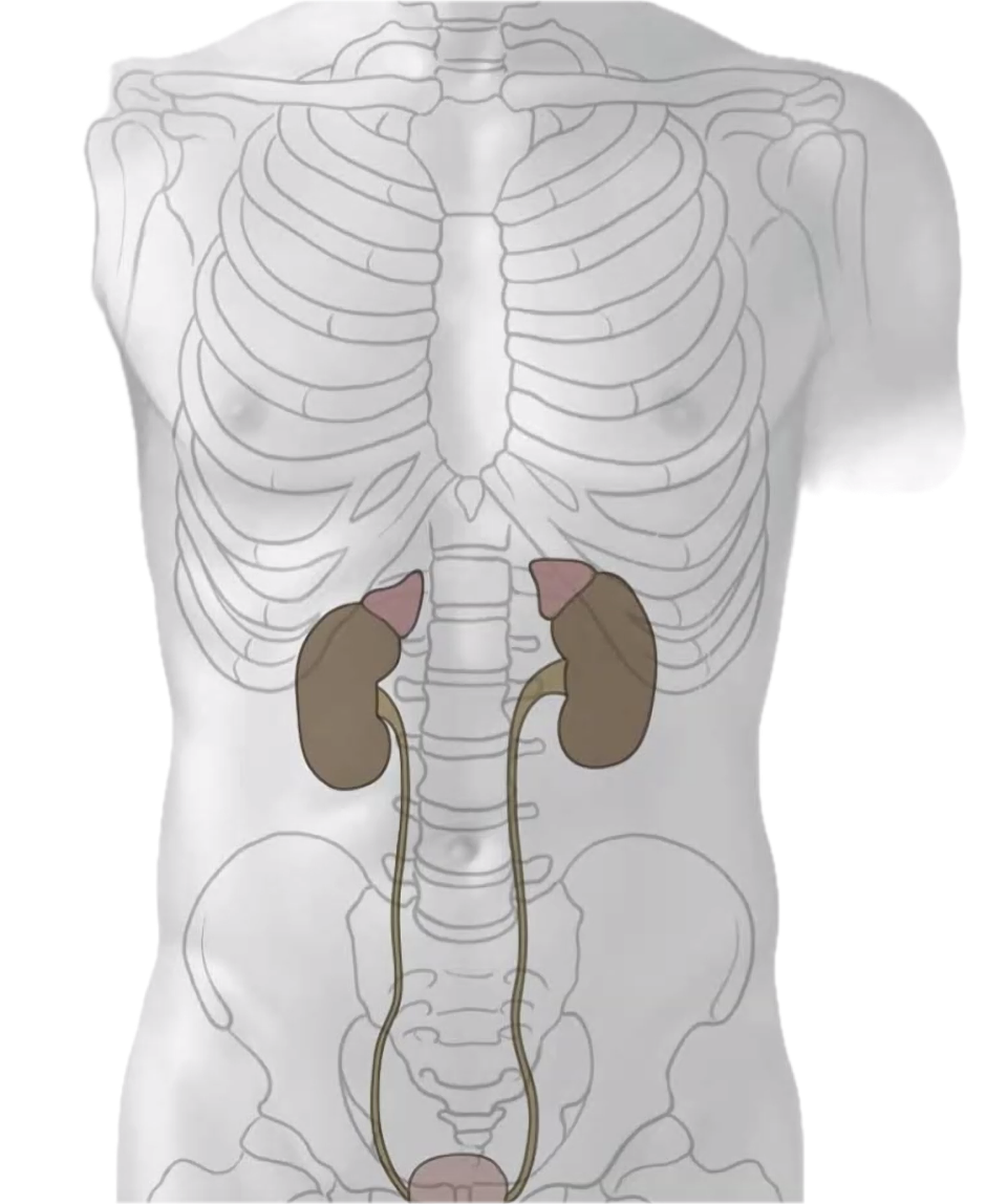 Kidneys