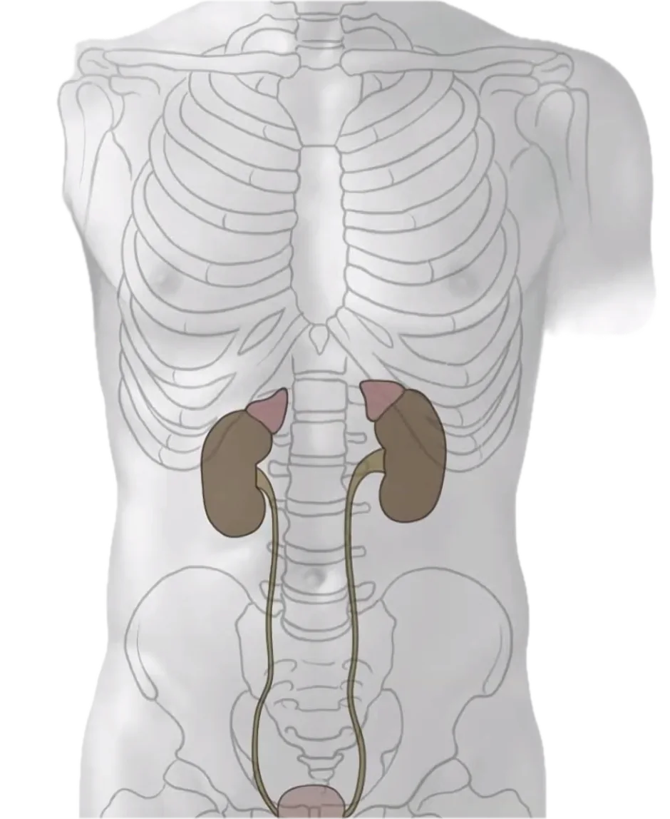 Kidneys