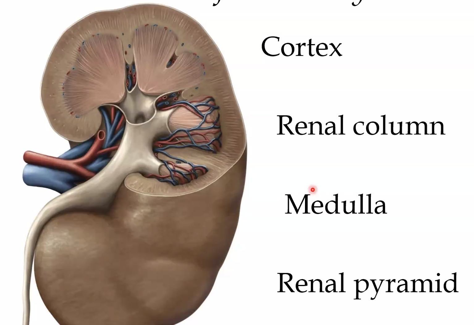 structure of the kidneys