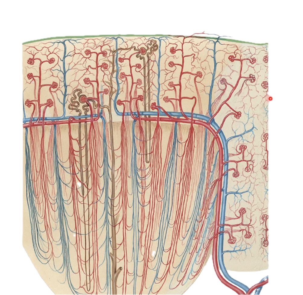 blood vessels in parenchyma of kidney