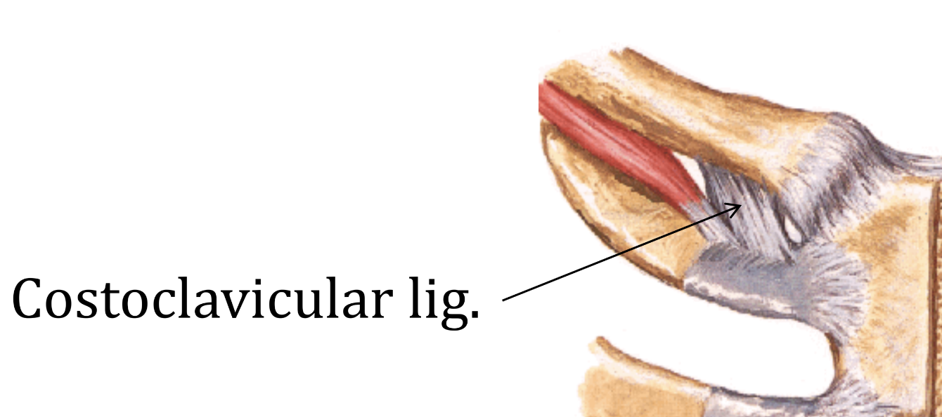 Costoclavicular lig.