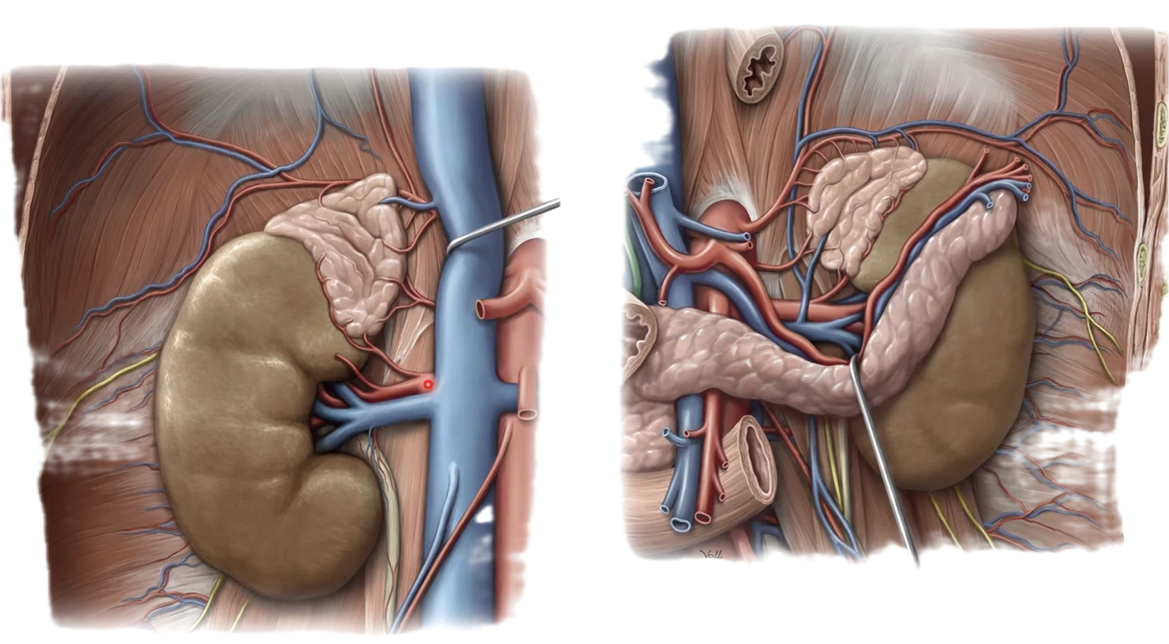 עורקים וורידים
