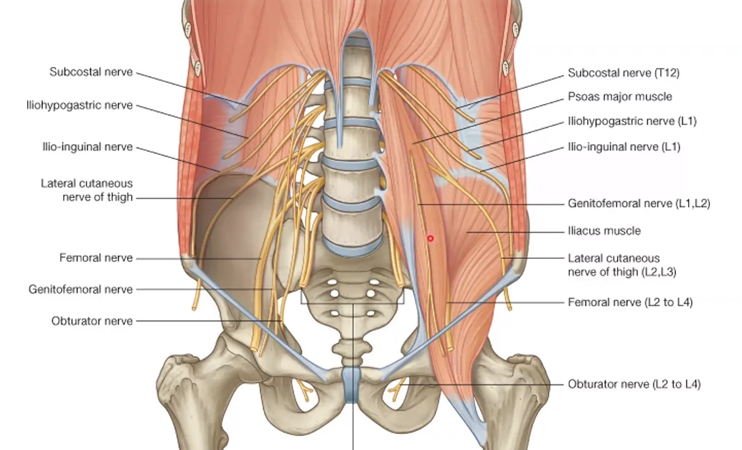 Lumbar Plexus