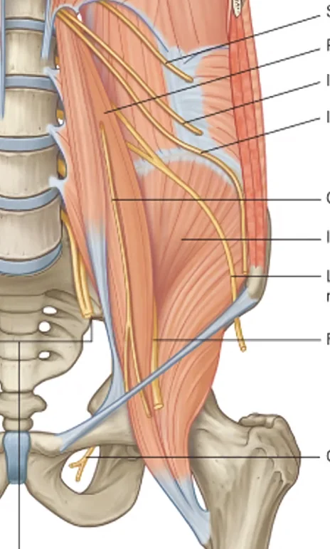 Femoral Nerve