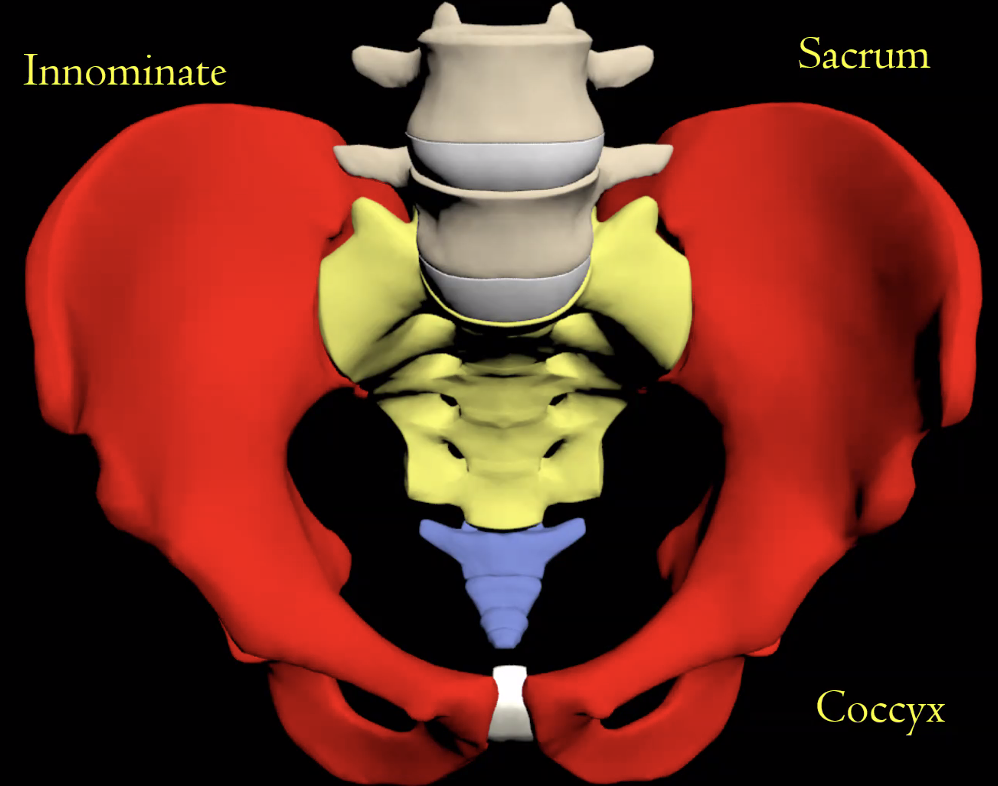 Innominate, Sacrum and Cocyx