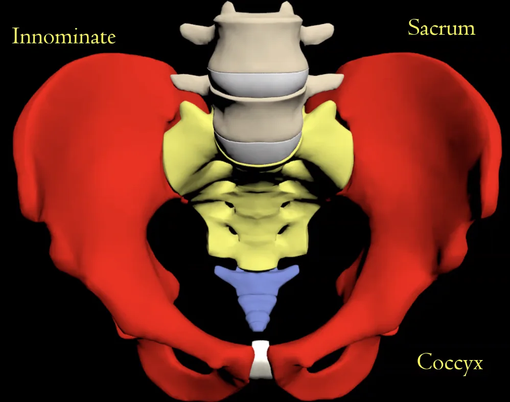 Innominate, Sacrum and Coccyx