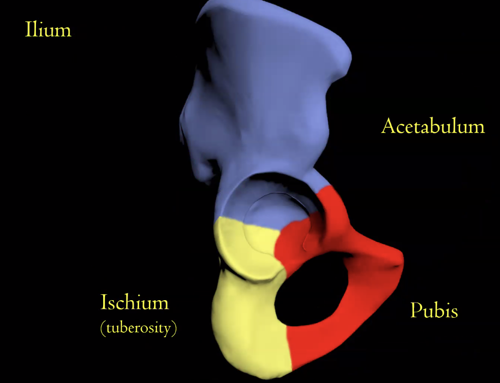 Ilium, Ischium, Acetabulum and Pubis