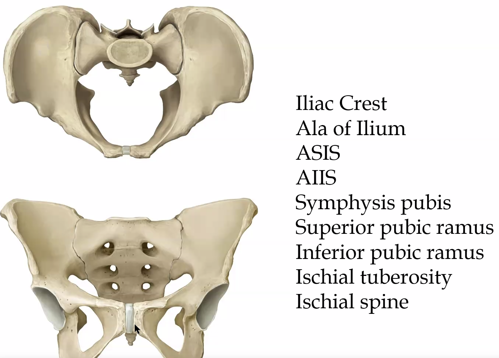 האגן מלפנים ולמעלה