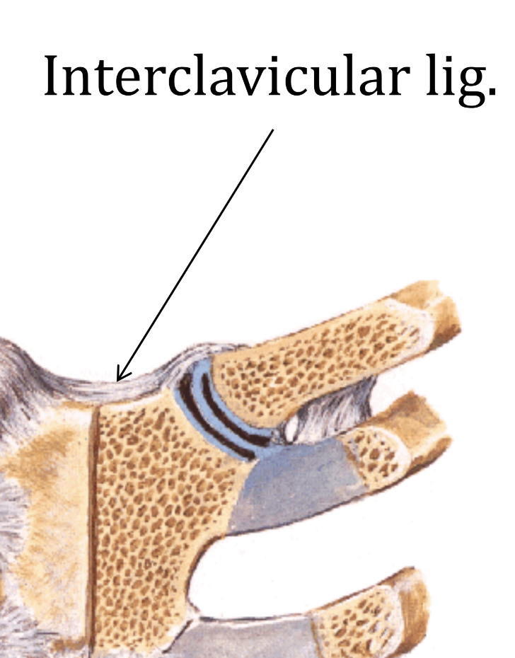 Interclavicular lig.