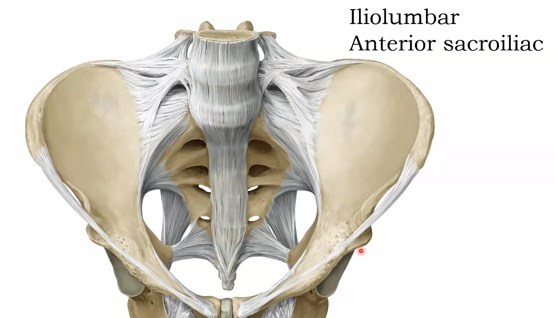 Iliolimber, Anterior Sacoiliac