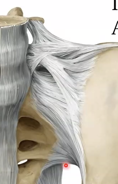 Anterior sacroiliac ligament