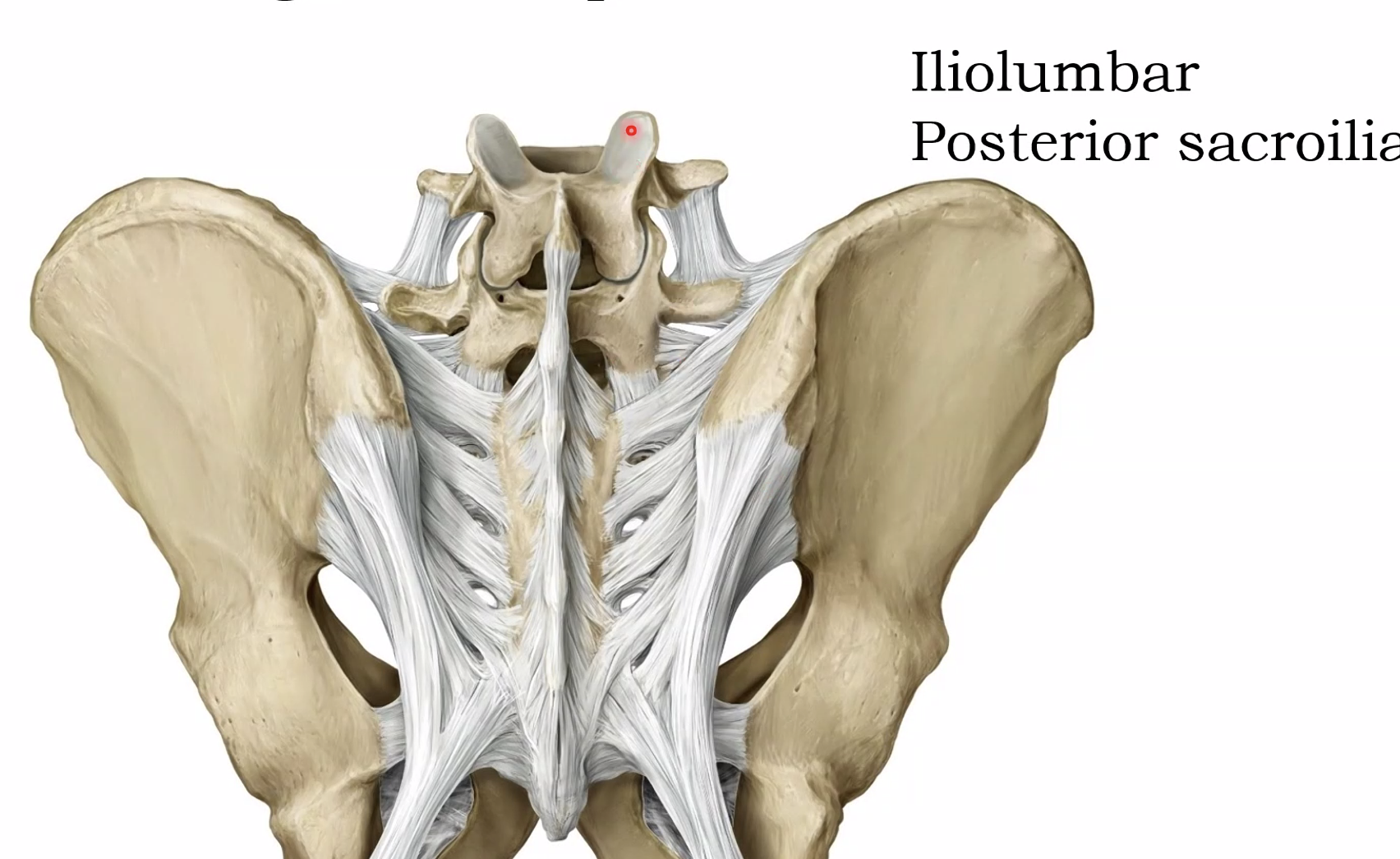 Posterior sacroiliac ligament