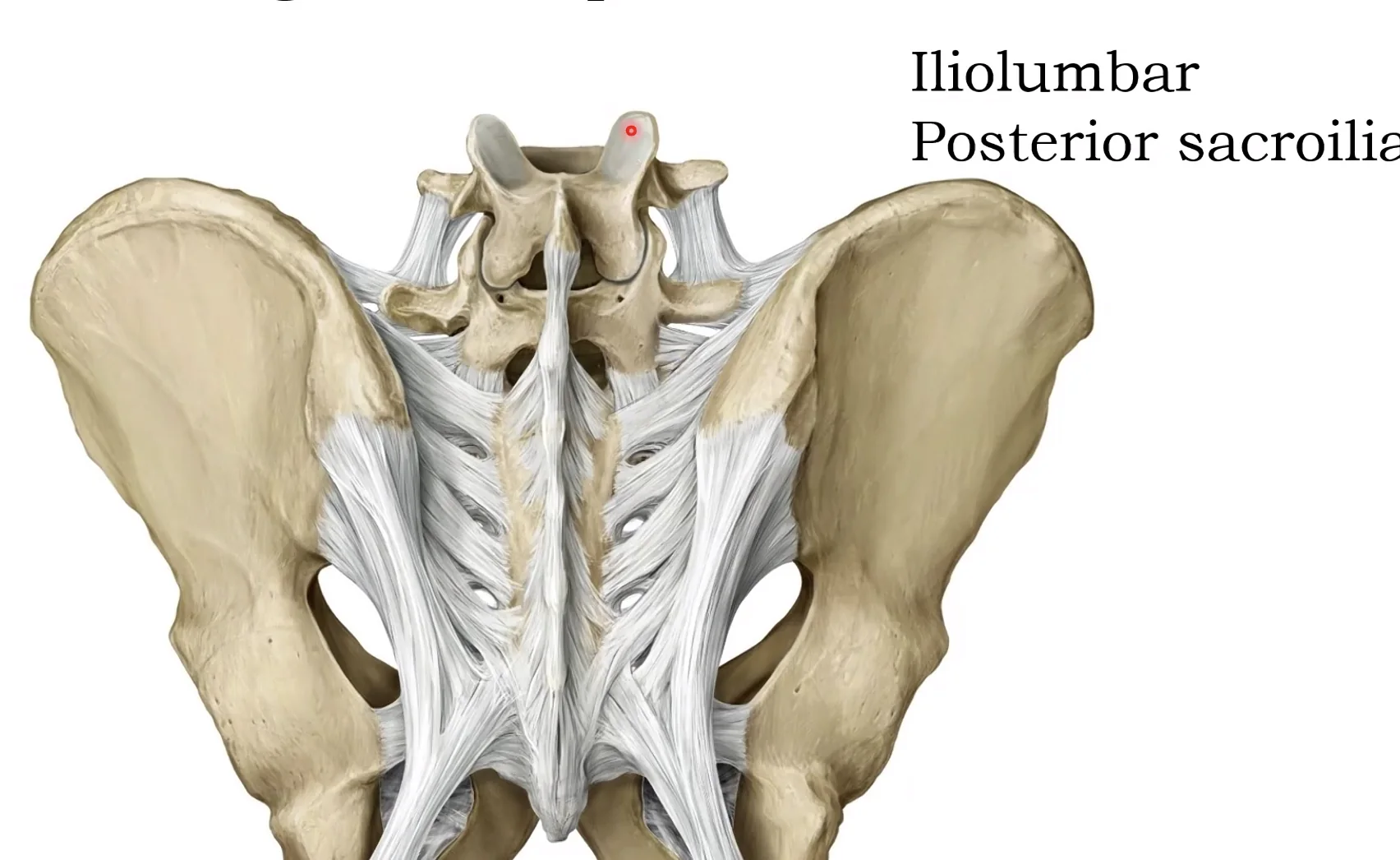 Posterior sacroiliac ligament