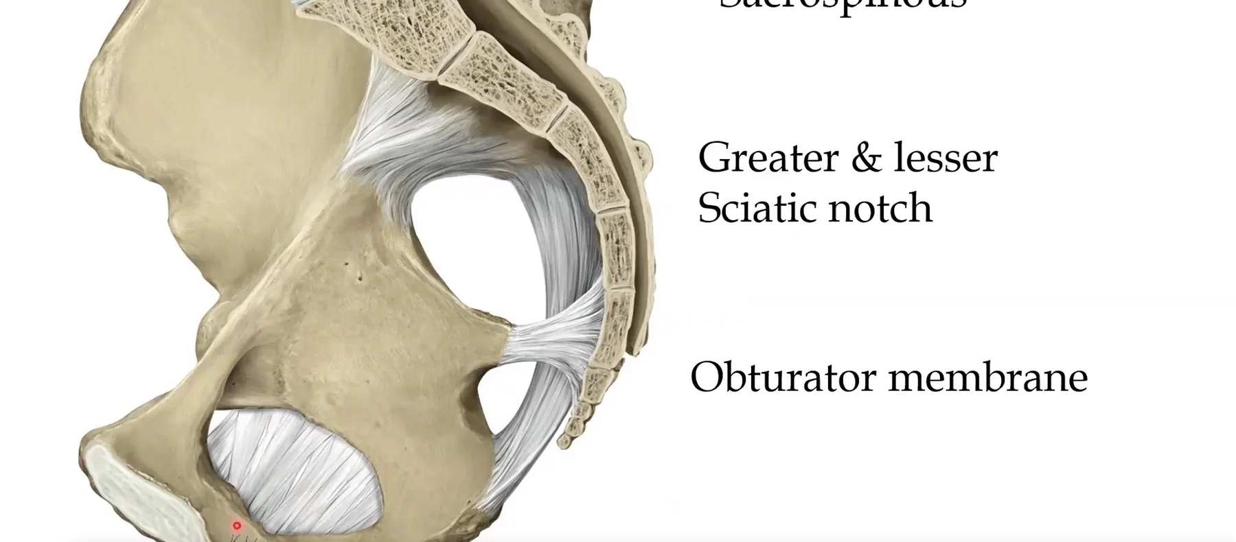 Obturator membrane