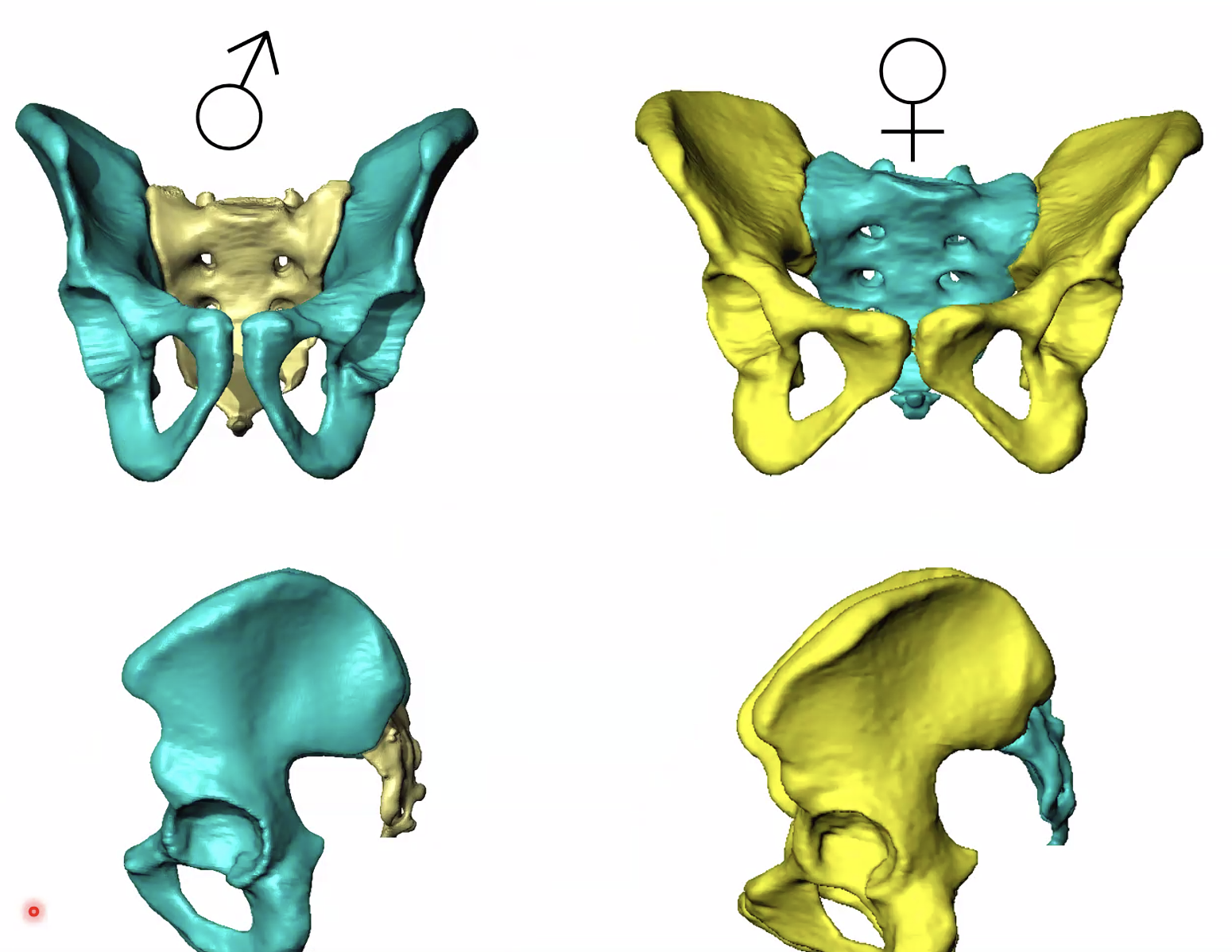 זכר לעומת נקבה