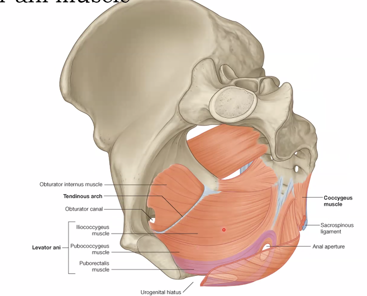 Levator ani muscle