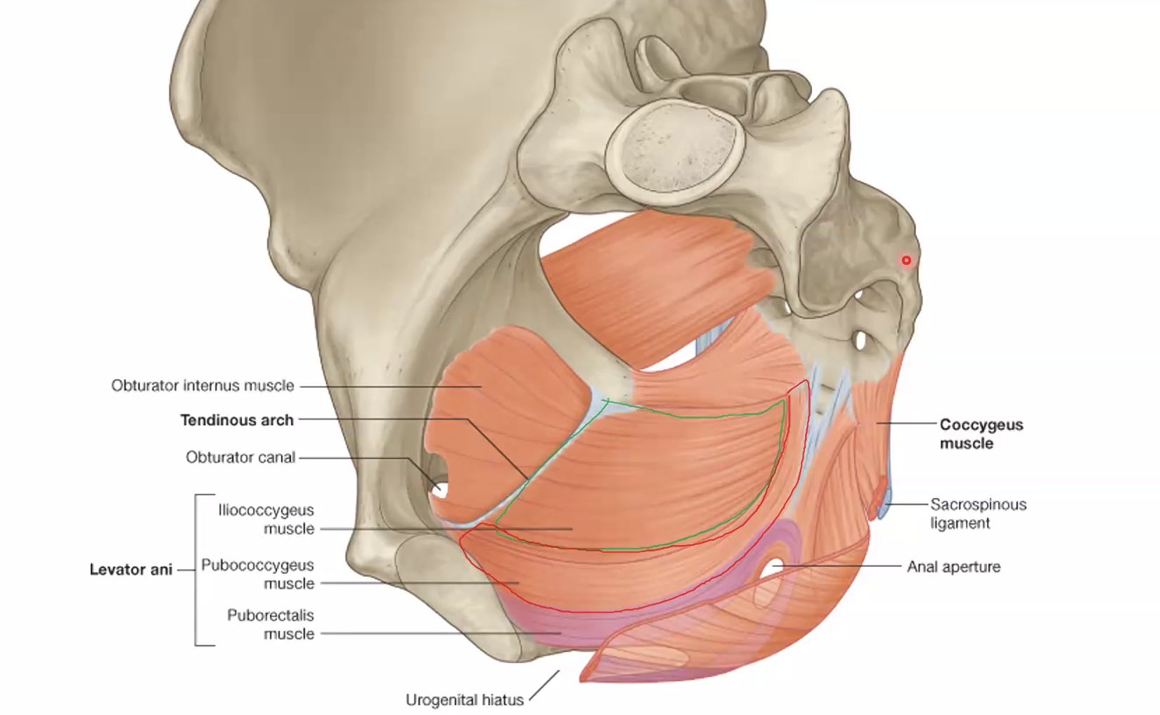 לא מבט חצי סגיטלי