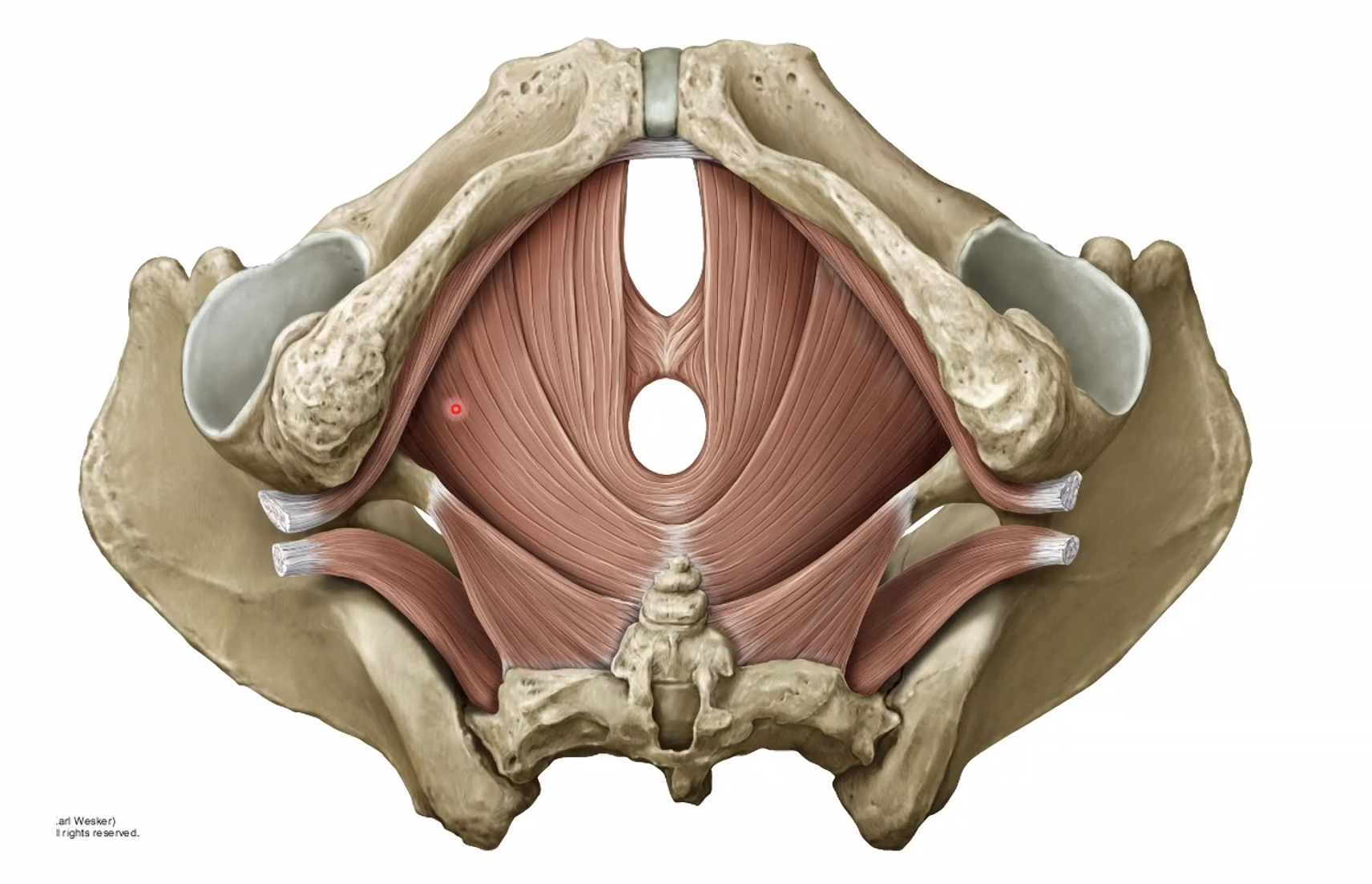 מבט מלמטה - מהרגליים למעלה