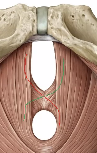 סיבים שעושים הצלבה - פובורקטליס