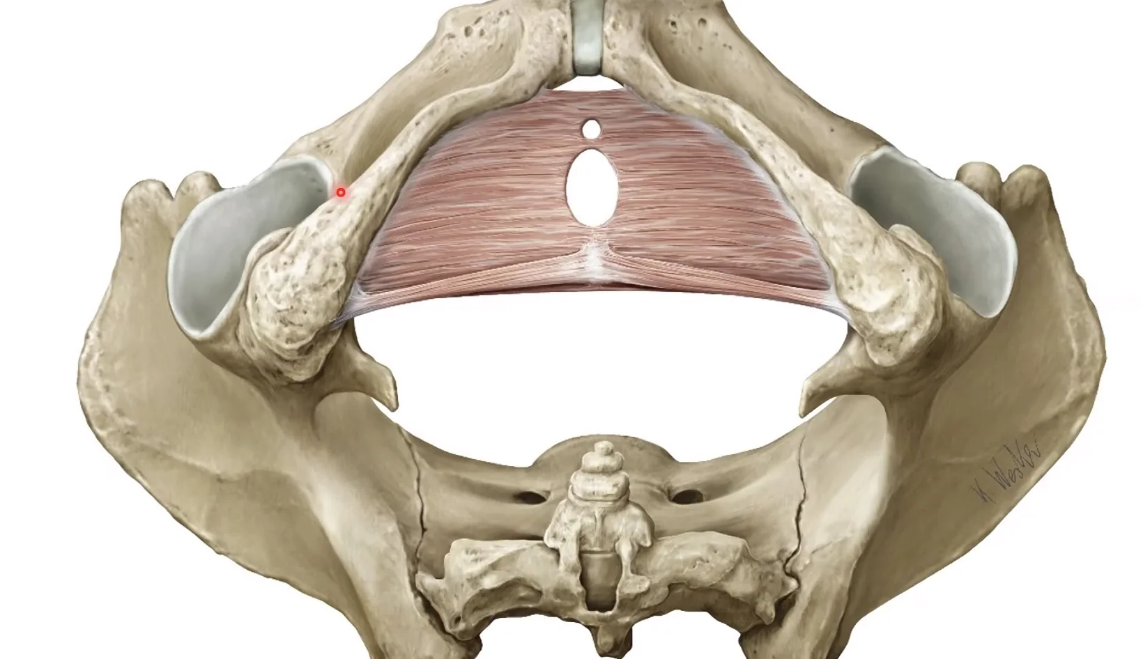 Perineal Membrane - Female