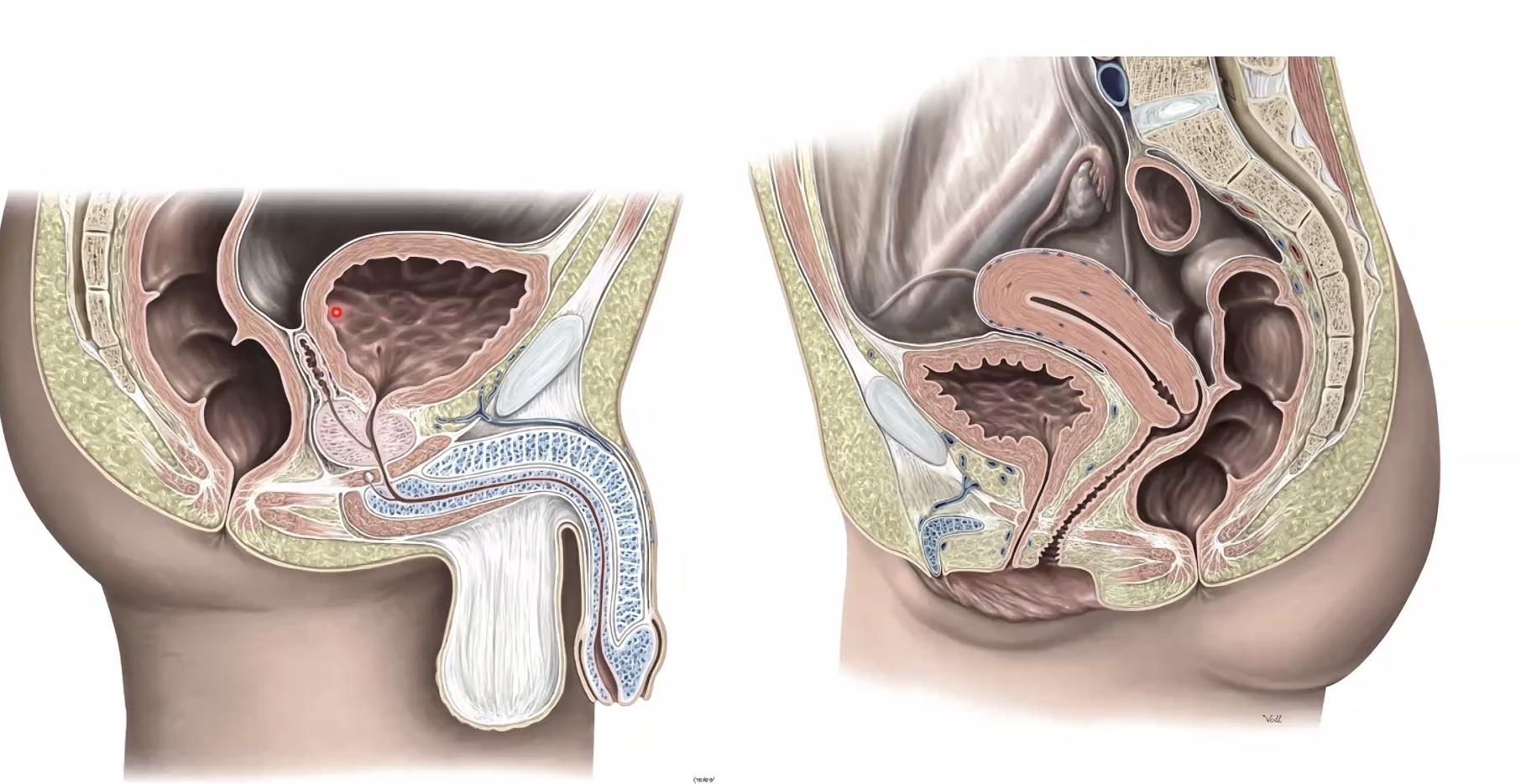 שלפוחית השתן - זכר ונקבה