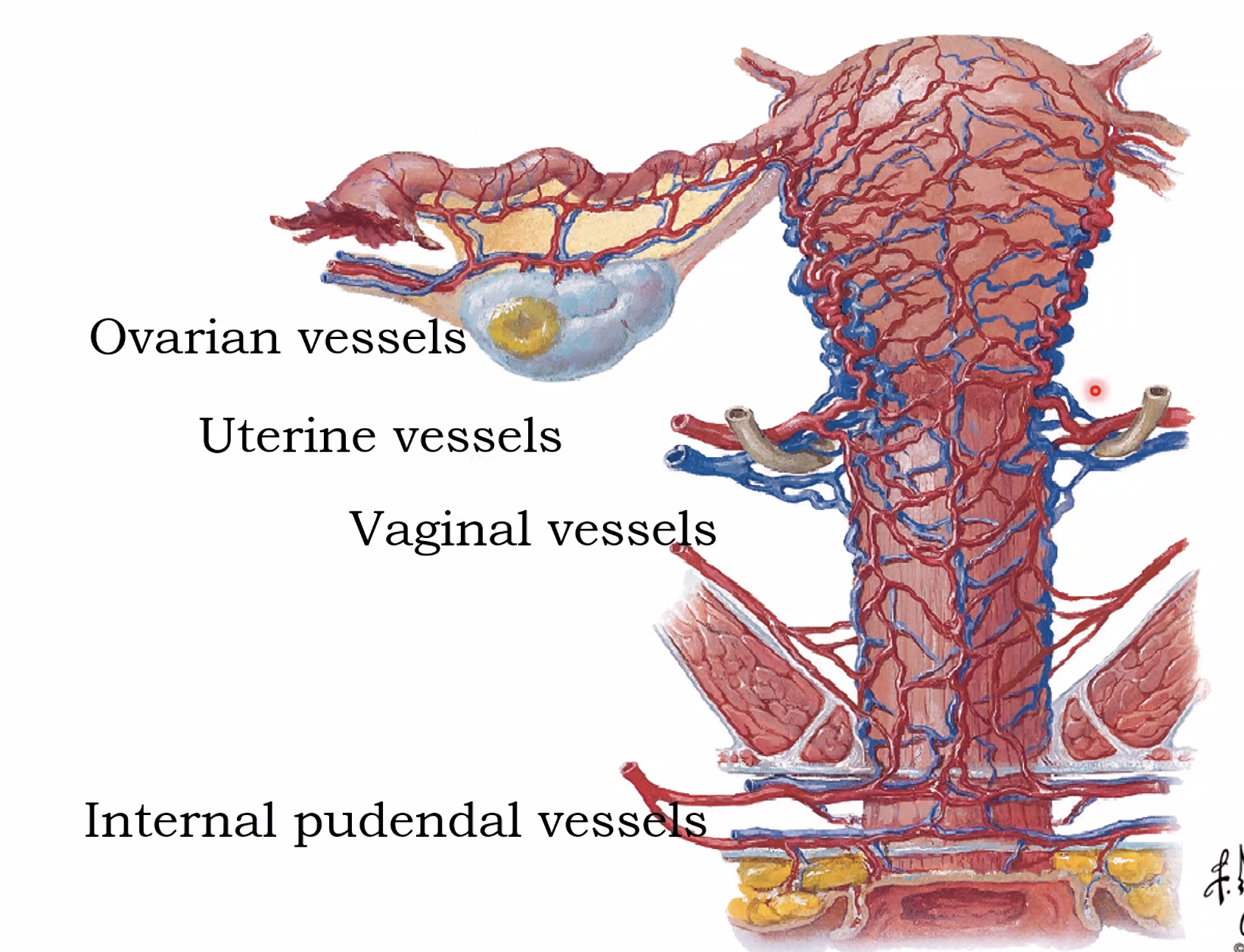 Areteris and veins of uterus