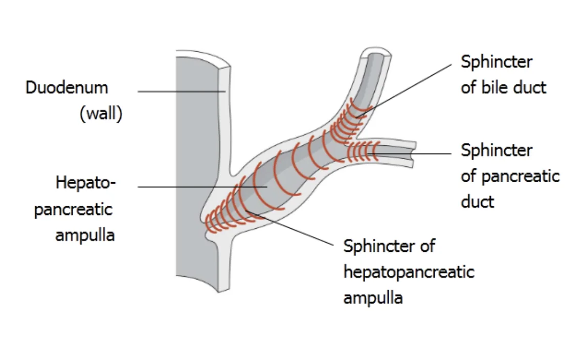 Sphincters