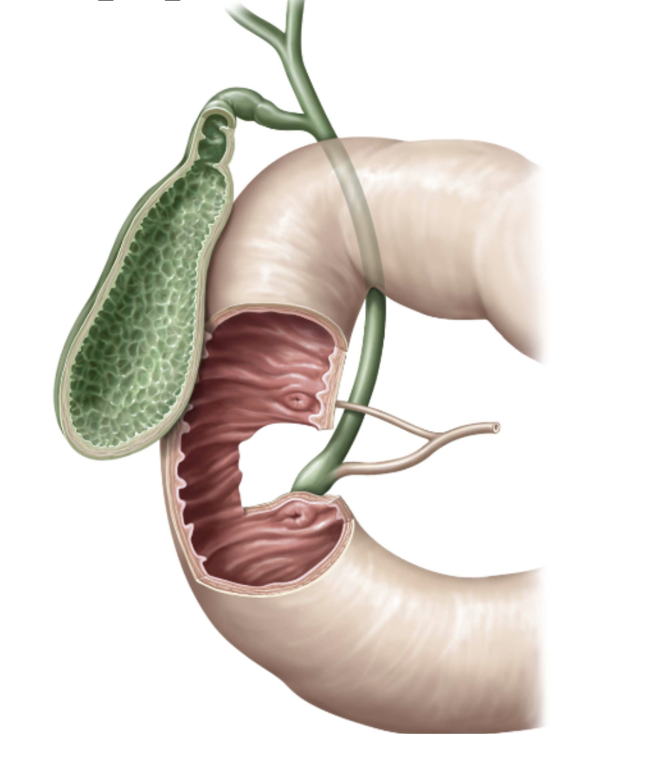 Pancreatic duct, common bile duct, major and minor duodenal papilla
